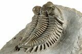 Bug-Eyed Coltraneia Trilobite Fossil - Unusual Brown Color #350853-4